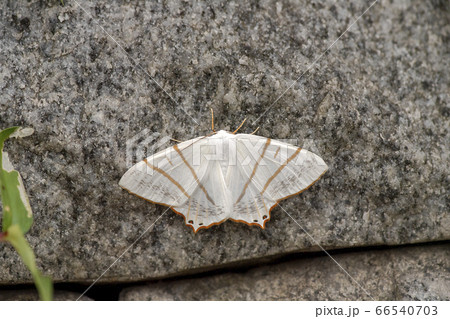 シロツバメエダシャク 66540703