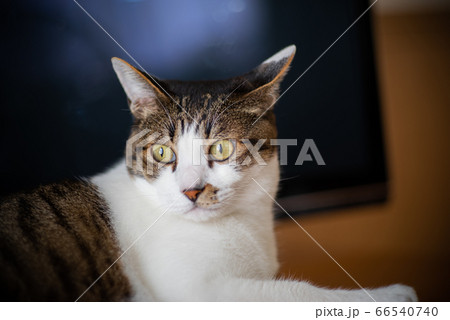 かわいい猫 キジトラ猫 かわいい猫 キジトラ猫 66540740