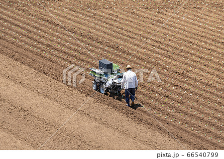 農業　圃場での作付け 66540799