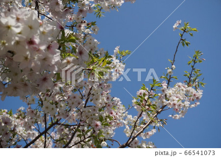 都心の青空と、春の訪れを告げる桜 都心の青空と、春の訪れを告げる桜 66541073