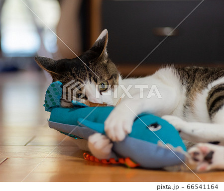 ぬいぐるみで遊ぶ猫 キジトラ猫の写真素材