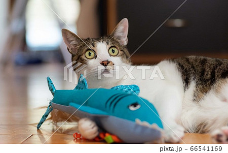 ぬいぐるみで遊ぶ猫 キジトラ猫 ぬいぐるみで遊ぶ猫 キジトラ猫 66541169