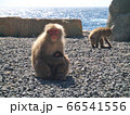 伊豆波勝崎の猿 66541556