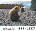 伊豆波勝崎の猿 66541557