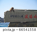 伊豆波勝崎の猿 66541558