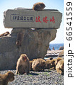 伊豆波勝崎の猿 66541559