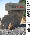伊豆波勝崎の猿 66541560