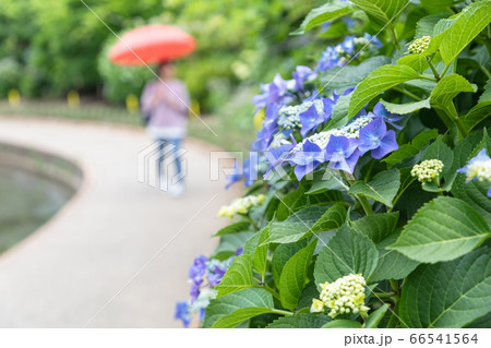 アジサイの花 梅雨イメージ アジサイの花 梅雨イメージ 66541564