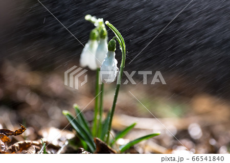 Beautiful fresh snowdrop flowers in early spring 66541840