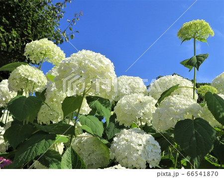 アナベルの花 アナベルの花 66541870