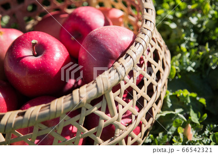 りんご狩りのりんご達 66542321