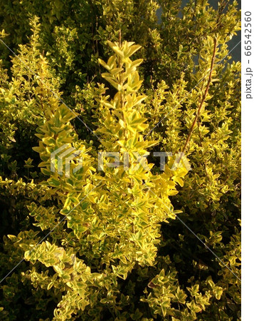 Euonymus japonicus, popular ornamental garden plant. Used in landscape design Euonymus japonicus, popular ornamental garden plant. Used in landscape design 66542560