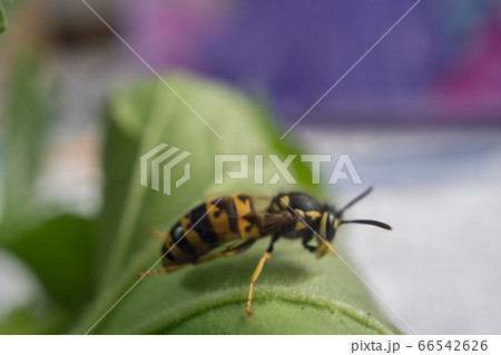 Macro of a wasp bee on a green leaf. 66542626