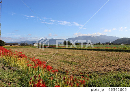 田園に一筋赤いうねの如く彼岸花の畦道つづく 66542806