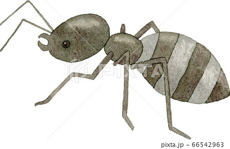 アリ 蟻 の画像素材 ピクスタ