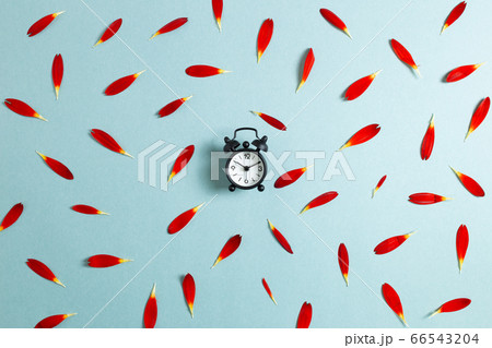 Alarm clock with gerbera flower petals on blue background. flat lay, top view Alarm clock with gerbera flower petals on blue background. flat lay, top view 66543204
