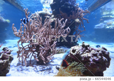 サンゴ/すみだ水族館/水族館/東京/日本 66544046