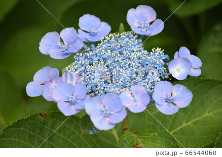 あじさい あじさい 66544060