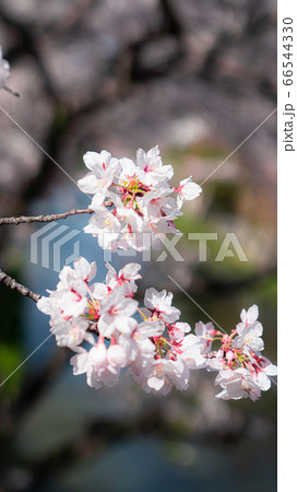 さくら 66544330