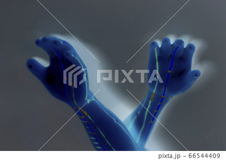 Medical acupuncture model of human hand on gray background Medical acupuncture model of human hand on gray background 66544409