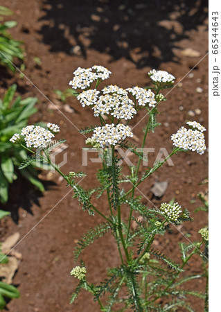 セイヨウノコギリソウ(西洋鋸草) セイヨウノコギリソウ(西洋鋸草) 66544643