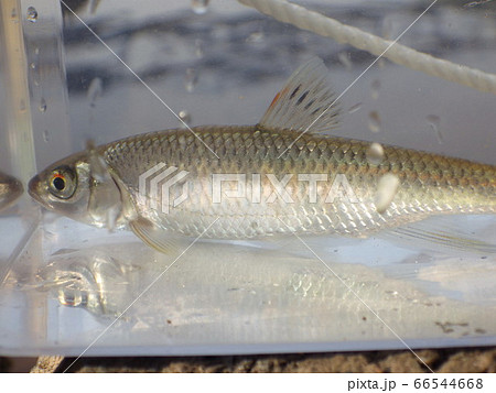 オイカワの雌 66544668