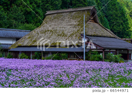 京都市左京区久多地域の夏の風物詩『北山友禅菊』を撮影 京都市左京区久多地域の夏の風物詩『北山友禅菊』を撮影 66544971
