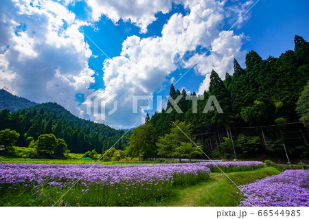 京都市左京区久多地域の夏の風物詩『北山友禅菊』を撮影 京都市左京区久多地域の夏の風物詩『北山友禅菊』を撮影 66544985