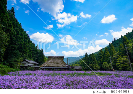 京都市左京区久多地域の夏の風物詩『北山友禅菊』を撮影 京都市左京区久多地域の夏の風物詩『北山友禅菊』を撮影 66544993
