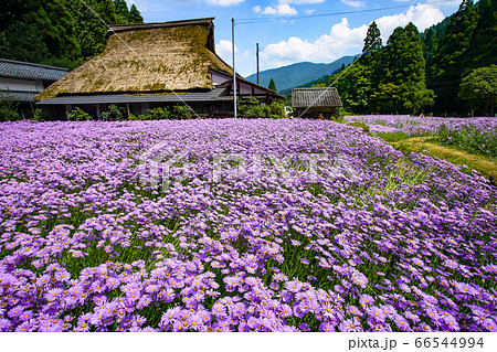 京都市左京区久多地域の夏の風物詩『北山友禅菊』を撮影 京都市左京区久多地域の夏の風物詩『北山友禅菊』を撮影 66544994