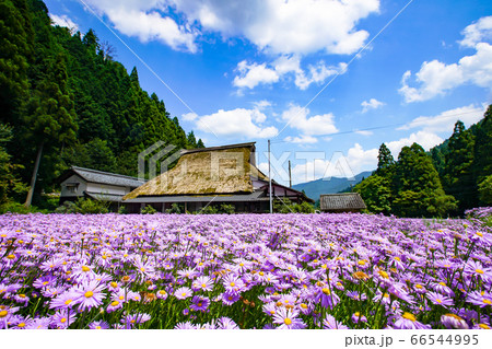 京都市左京区久多地域の夏の風物詩『北山友禅菊』を撮影 66544995