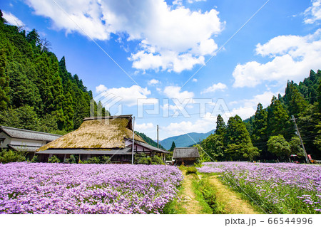 京都市左京区久多地域の夏の風物詩『北山友禅菊』を撮影 66544996