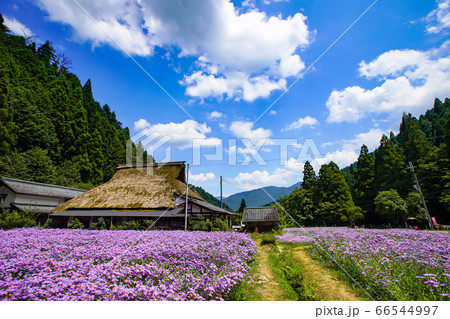 京都市左京区久多地域の夏の風物詩『北山友禅菊』を撮影 66544997