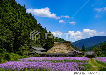 京都市左京区久多地域の夏の風物詩『北山友禅菊』を撮影 京都市左京区久多地域の夏の風物詩『北山友禅菊』を撮影 66545000