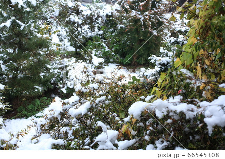 初雪 初雪 66545308