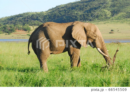 野生の像 66545509