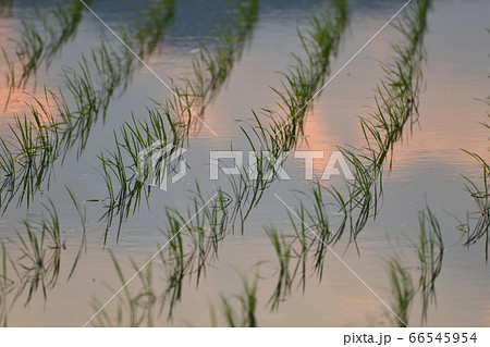 田植え直後の水田(夕方)04 田植え直後の水田(夕方)04 66545954