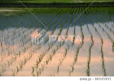 田植え直後の水田(夕方)05 田植え直後の水田(夕方)05 66545955
