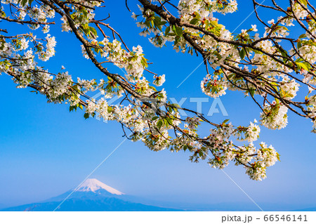 (静岡県)伊豆の国市・葛城山、山桜咲いた山々と富士山 (静岡県)伊豆の国市・葛城山、山桜咲いた山々と富士山 66546141