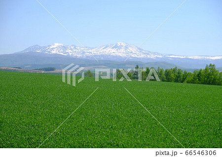 緑の丘と残雪の旭岳 66546306