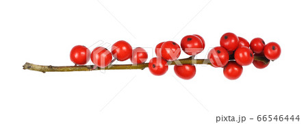 Twig of Winterberry Holly (Ilex verticillata) with Twig of Winterberry Holly (Ilex verticillata) with 66546444