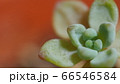 多肉 66546584