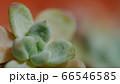 多肉 66546585