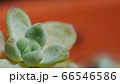 多肉 66546586