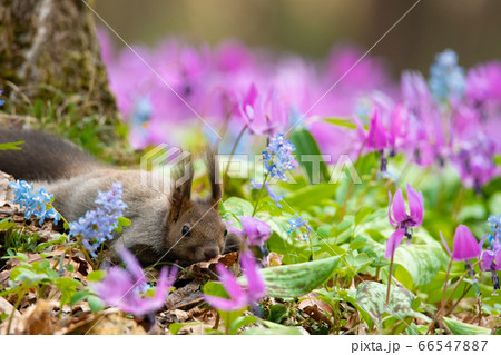 カタクリ群生に寝転ぶエゾリス 66547887