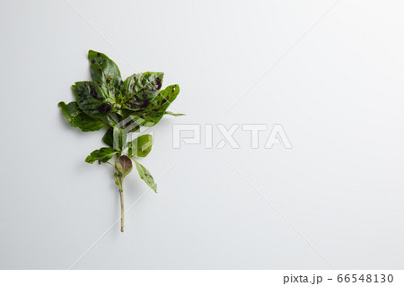 Basil on a white background. Minimum concept Basil on a white background. Minimum concept 66548130
