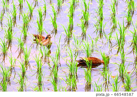 カルガモ農法 66548587