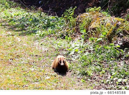 アナグマ 66548588