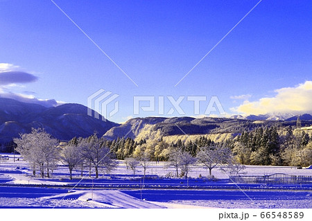 津南の冬 66548589