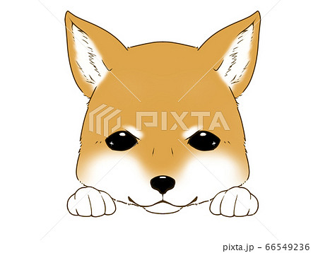 柴犬のアイコン風イラストのイラスト素材
